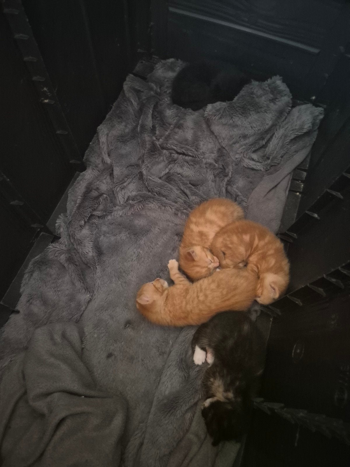Kittens, Meerdere dieren
