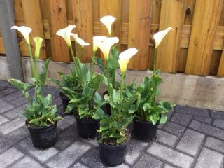 Aronskelk is een bladverliezende vaste plant., Vaste plant, Halfschaduw, Lente, Ophalen