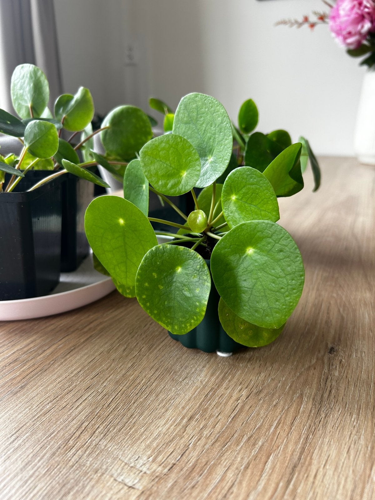 Pannekoekplant stekjes, Huis en Inrichting, Kamerplanten, Ophalen, Halfschaduw, Minder dan 100 cm