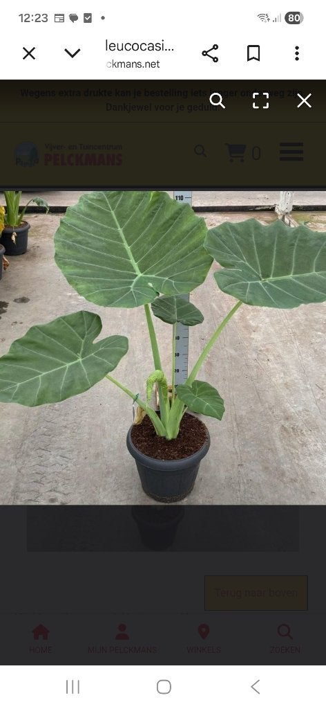Colocasia gigantea en colocasia Jacks giant ., Tuin en Terras, Planten | Tuinplanten, Ophalen of Verzenden, Vaste plant, Overige soorten