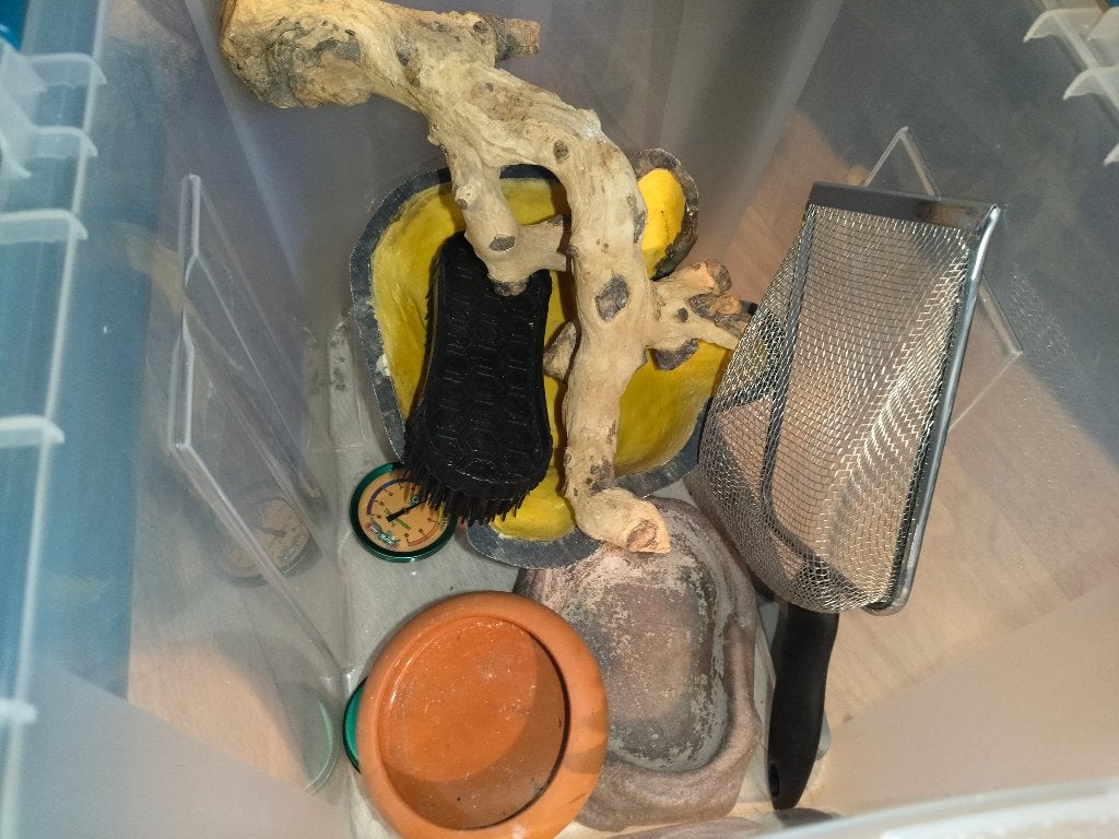 baardagaam met compleet terrarium en alle benodigdheden Bearded Dragon photo 8