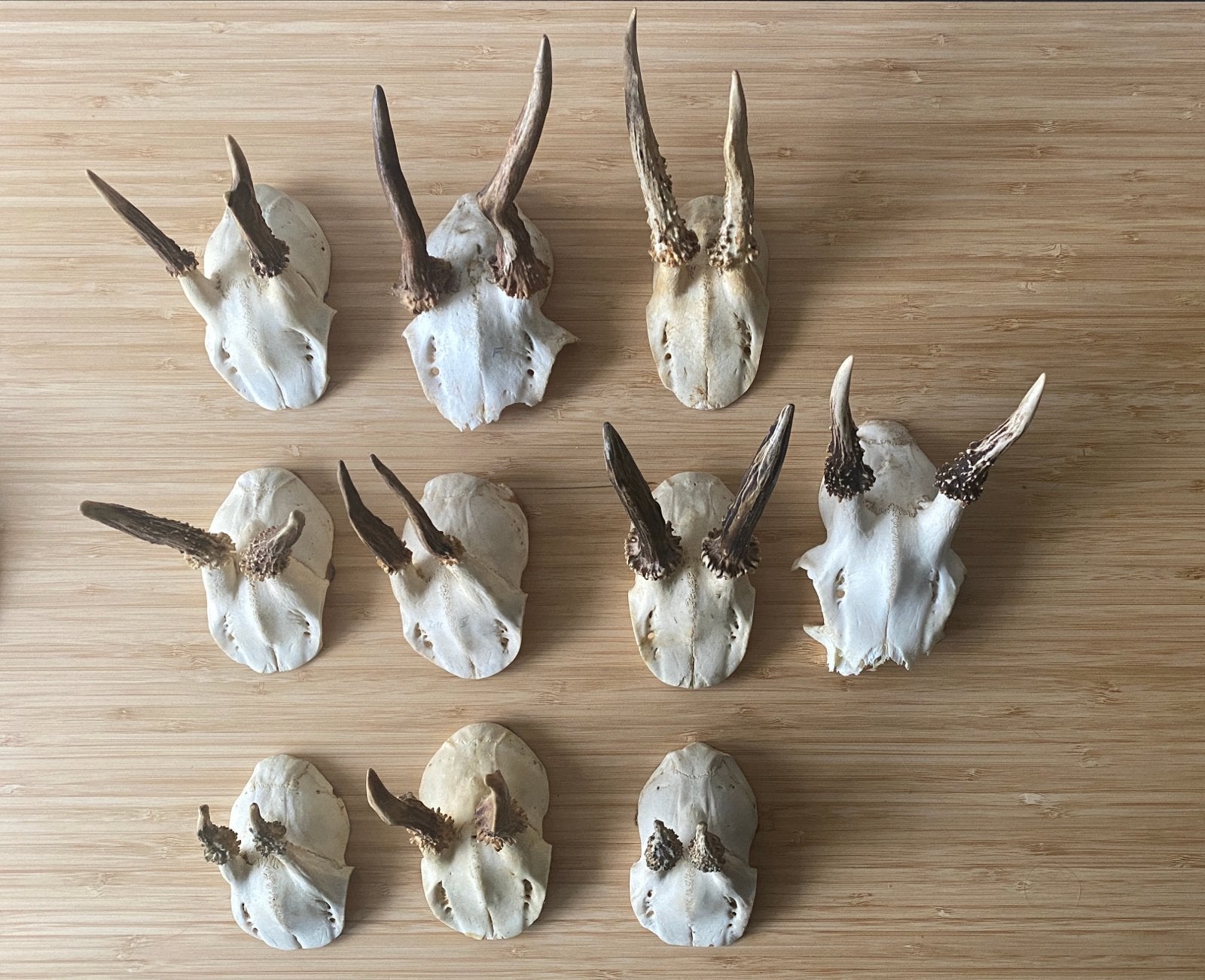 Reeënschedels met Gewei - Diverse Maten, Ophalen, Nieuw, Hert, Schedel