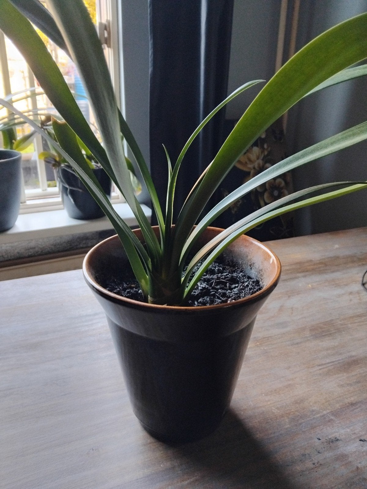 Mooie groene clivia in pot, Ophalen, Overige soorten, Halfschaduw, In pot
