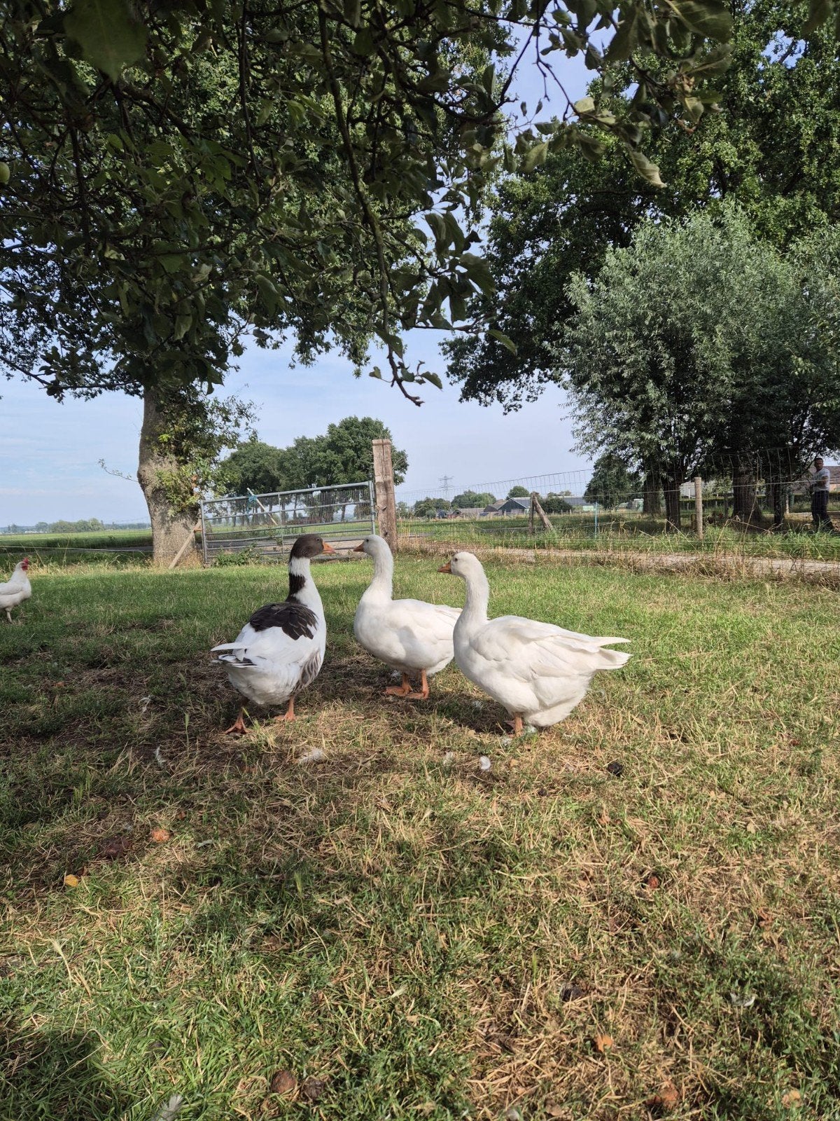Prachtige jonge gans te koop!, Dieren en Toebehoren, Pluimvee, Geslacht onbekend, Gans of Zwaan