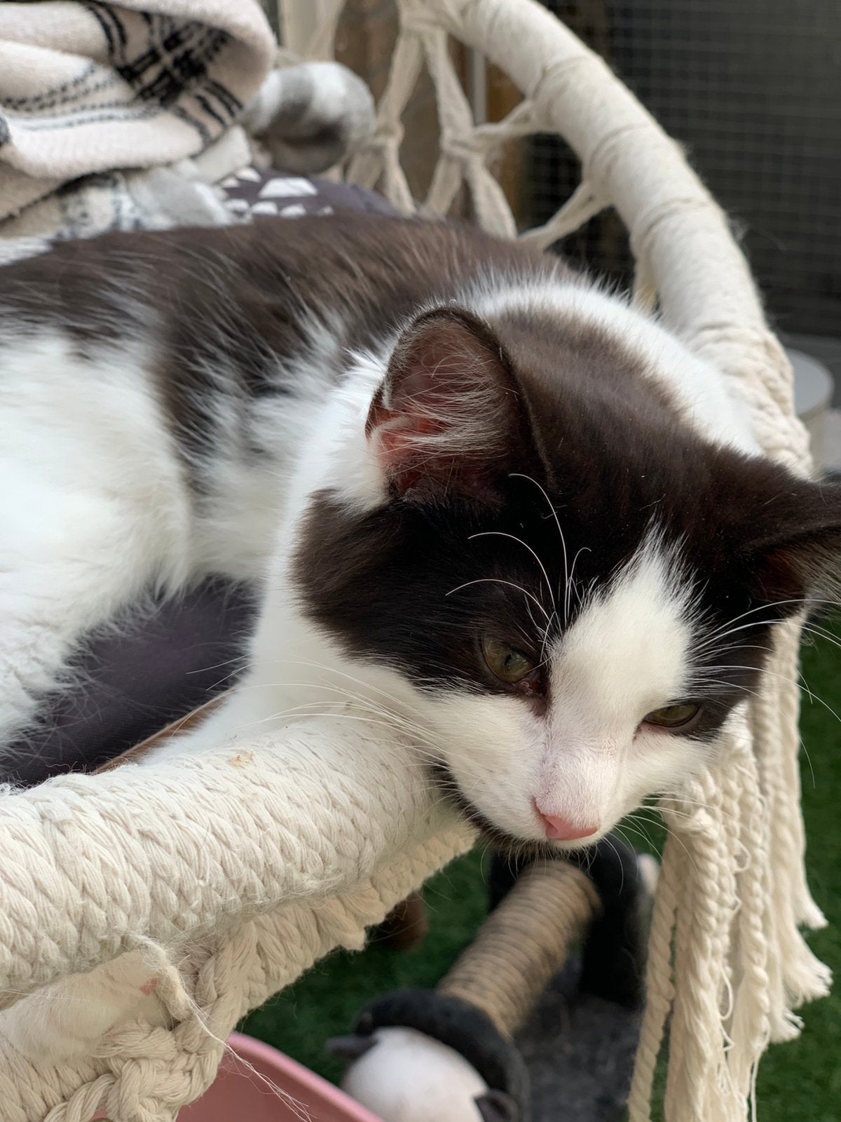 Te koop 1Main Coon katertje., Dieren en Toebehoren, Katten en Kittens | Raskatten | Langhaar, Meerdere dieren, Gechipt