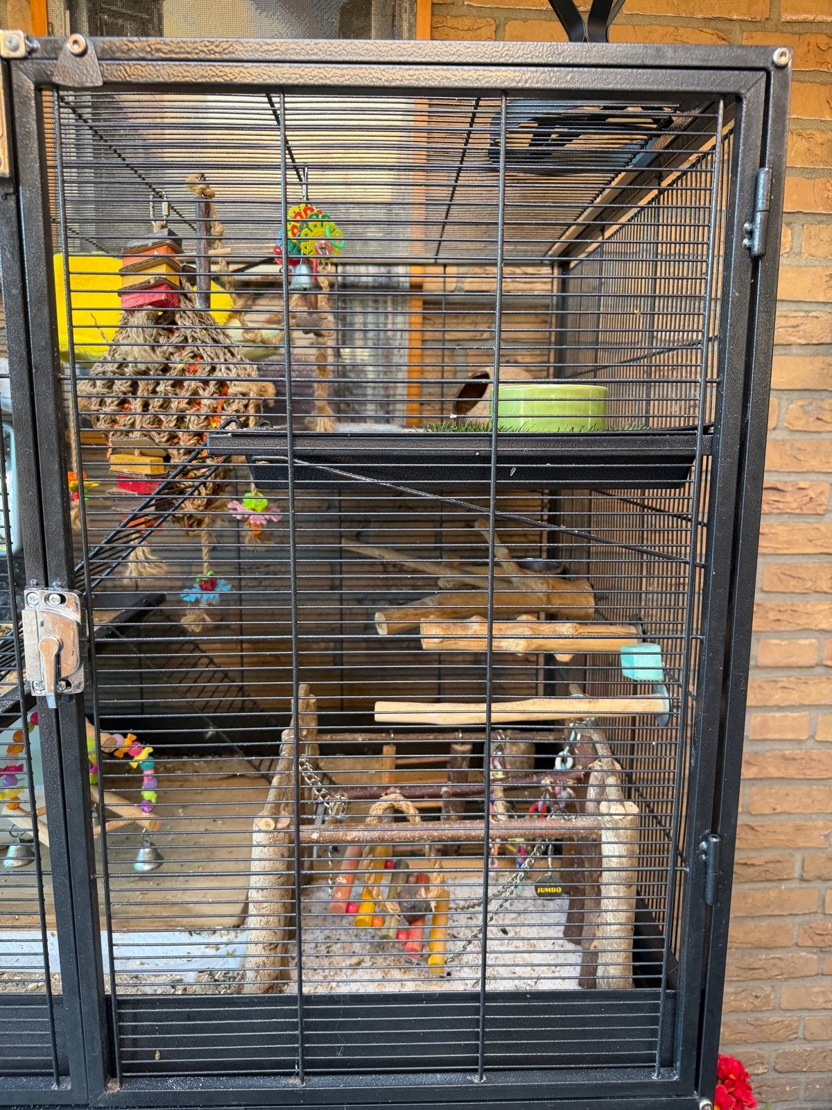 Kakariki met handicap (koekwous) met kooi, Mannelijk, Tam
