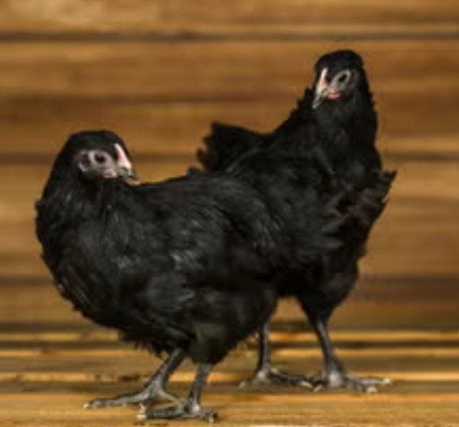 Te koop Australorp kriel hennen, Dieren en Toebehoren, Pluimvee, Vrouwelijk, Kip