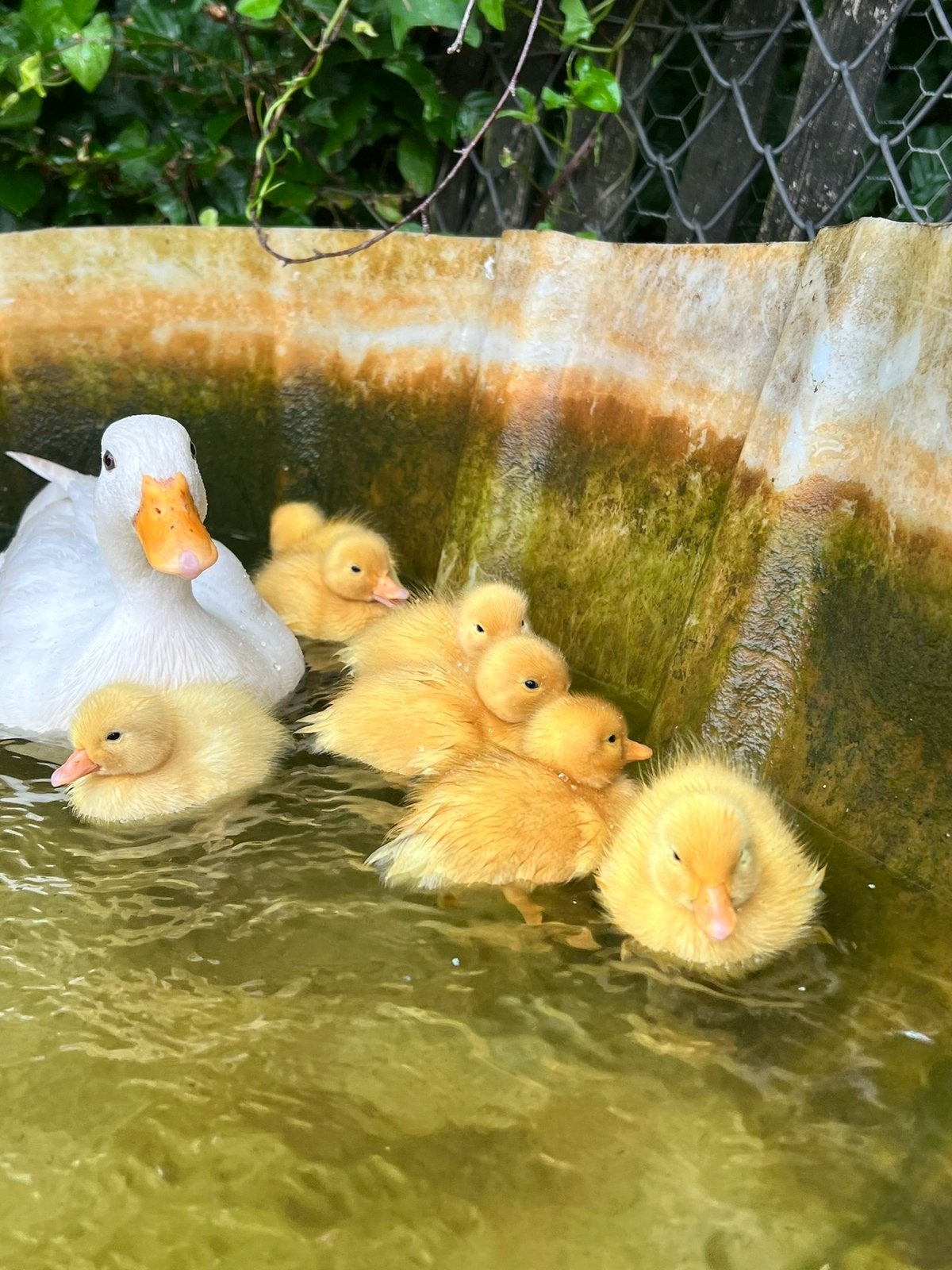 Verwacht; hollandse witte kwaker kuikens, Dieren en Toebehoren, Meerdere dieren, Eend