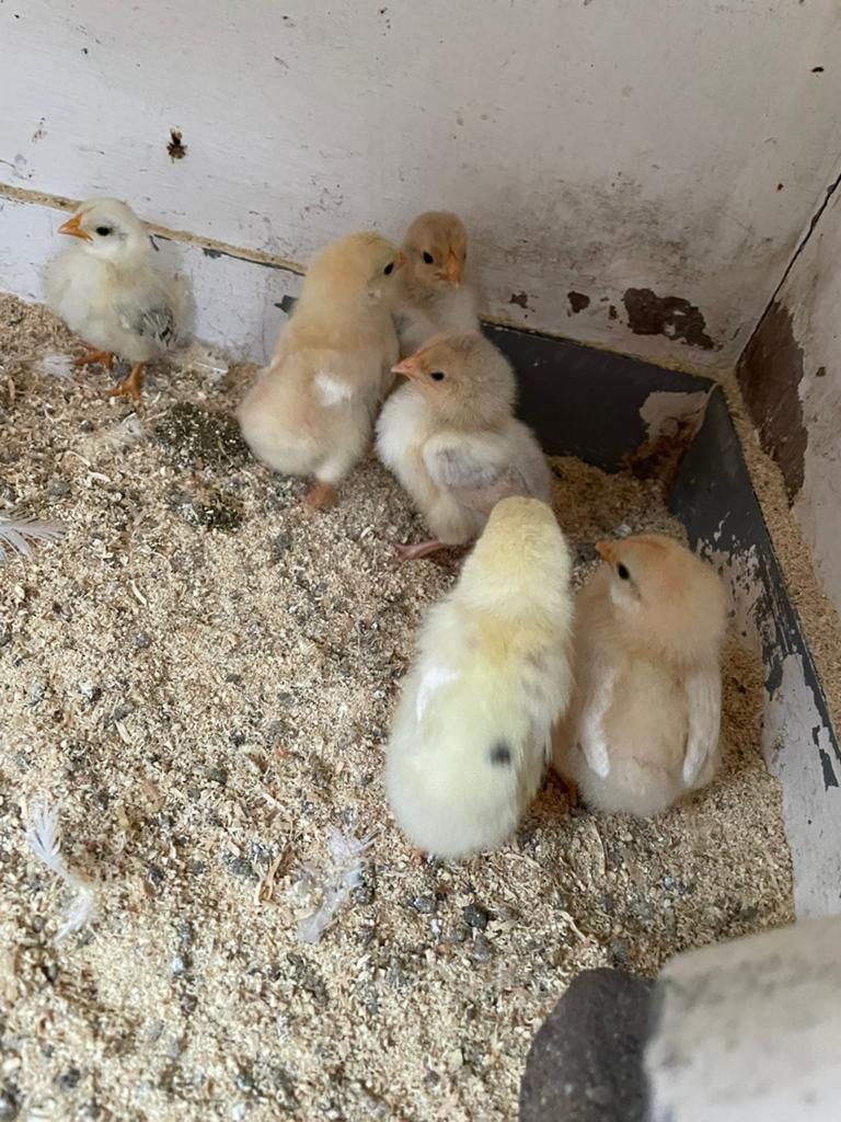 Kip met kuikens 9 kuikens wijnedotte, Meerdere dieren, Kip