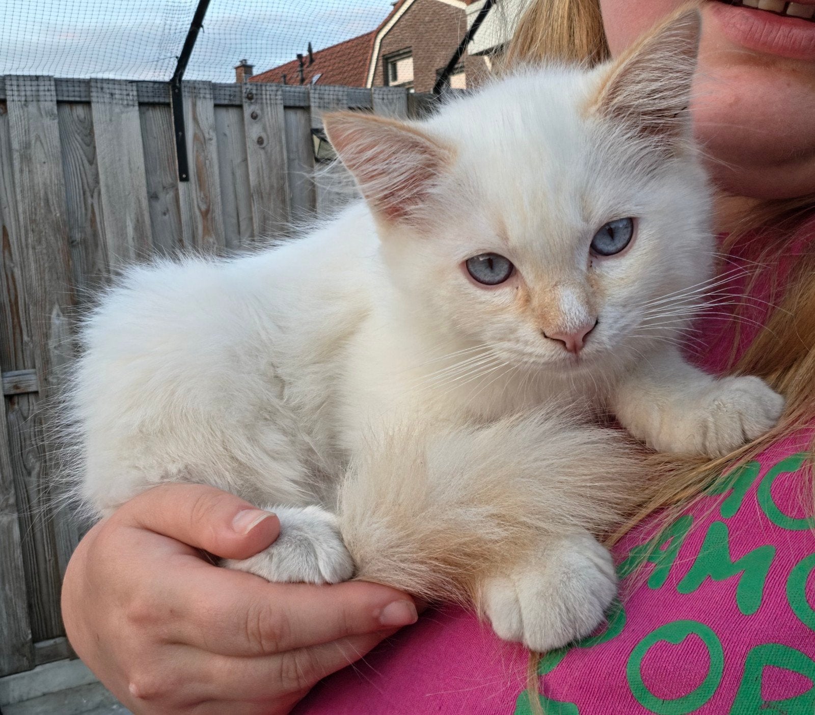Ragdoll katertje, Kater, Gechipt, 0 tot 2 jaar