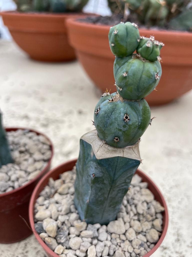 Cactus Myrtillocactus geometrizans CV Stacker potmaat 8,5cm, Ophalen of Verzenden, Minder dan 100 cm, Bloeiende kamerplant, Volle zon