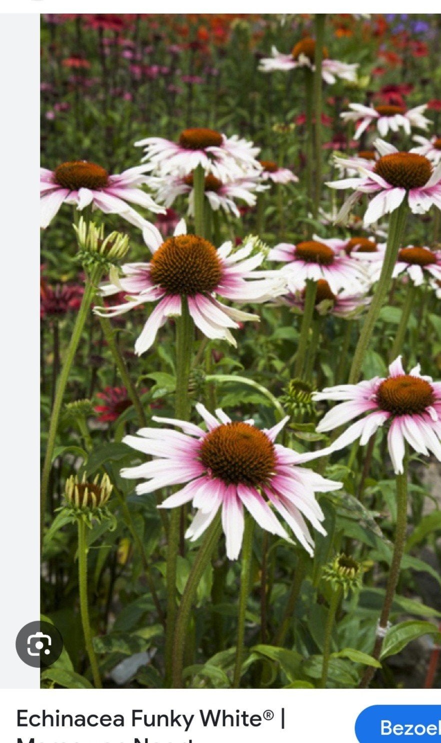 Zonnehoed (Echinacea) - Wit met roze accenten, Volle zon, Vaste plant, Zomer, Ophalen