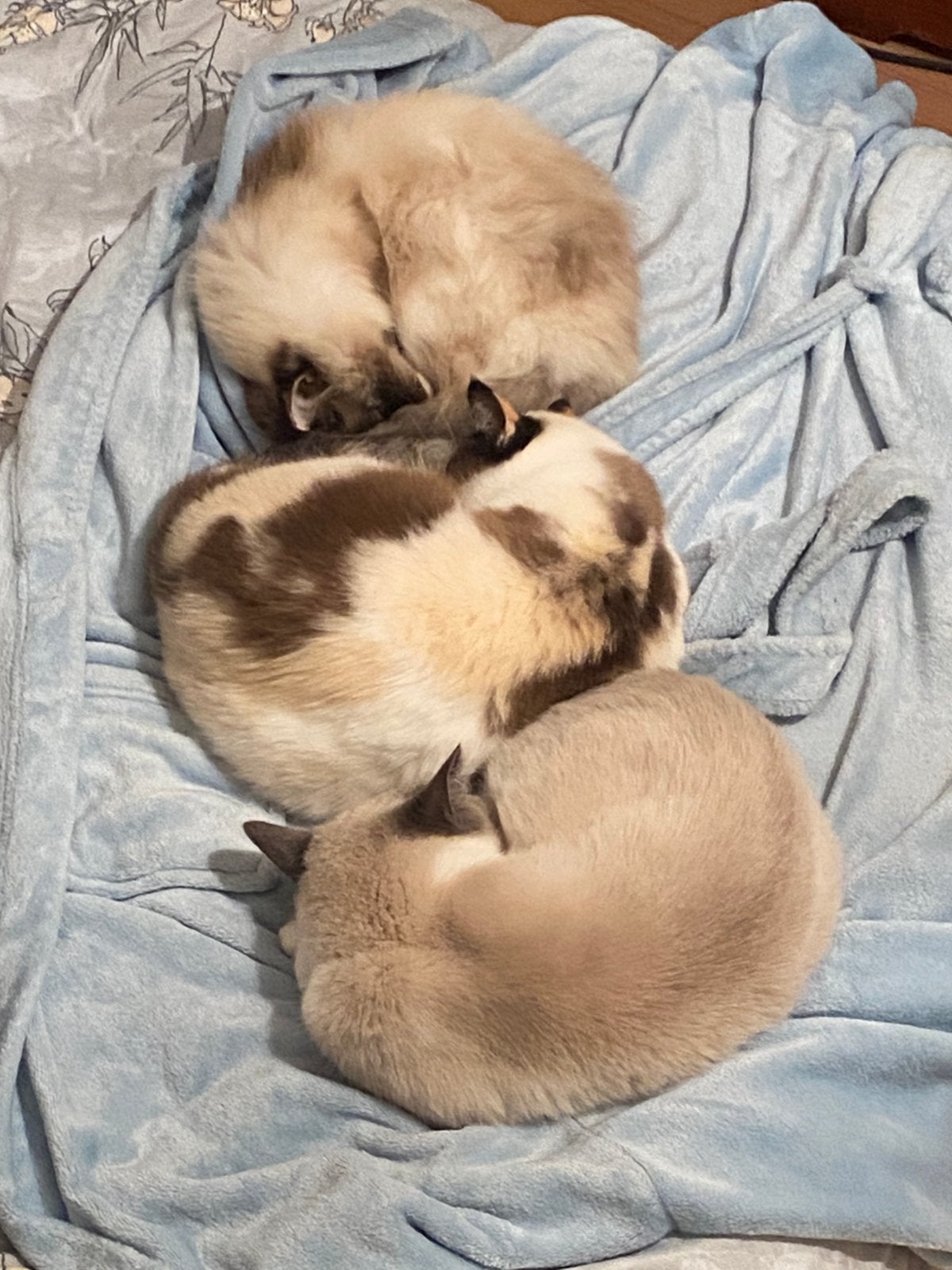4 hele leuke lieve poezen., Dieren en Toebehoren, Katten en Kittens | Raskatten | Langhaar, Poes