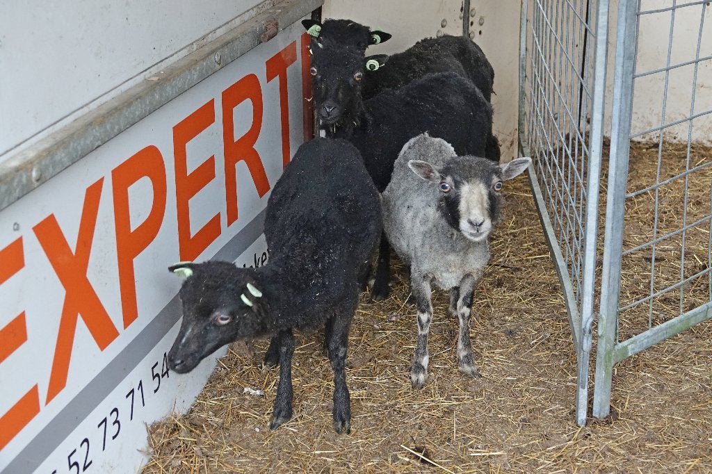 ouessant ooitjes van 2025   mooi formaat  4 stuks, Dieren en Toebehoren, Vrouwelijk, Schaap, 0 tot 2 jaar