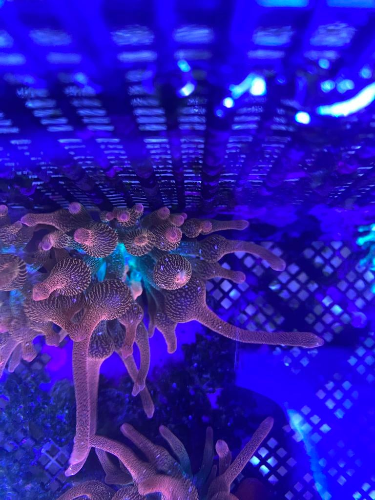 Anemoon (bubble tip quadricolor), Vis