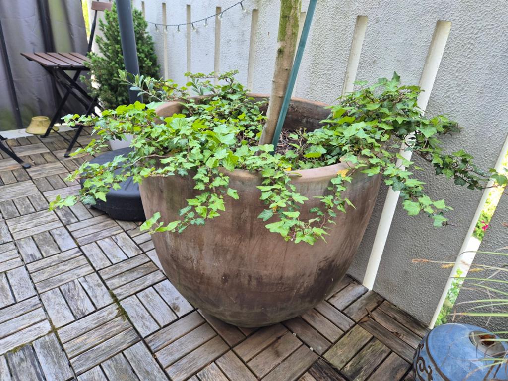 Olijfboom, Tuin en Terras, Ophalen, Rond