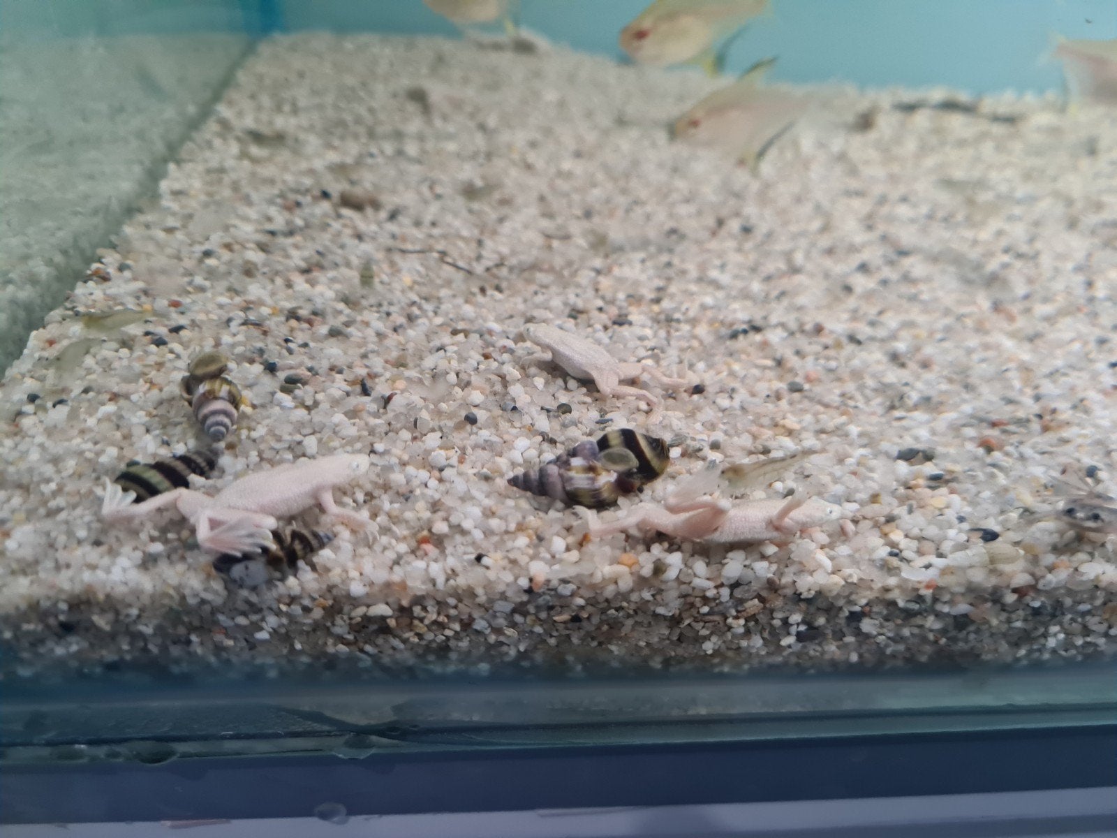 Platinum dwergklauwkikker, Hymenochirus boettgeri, kikker, Amfibie, 0 tot 2 jaar