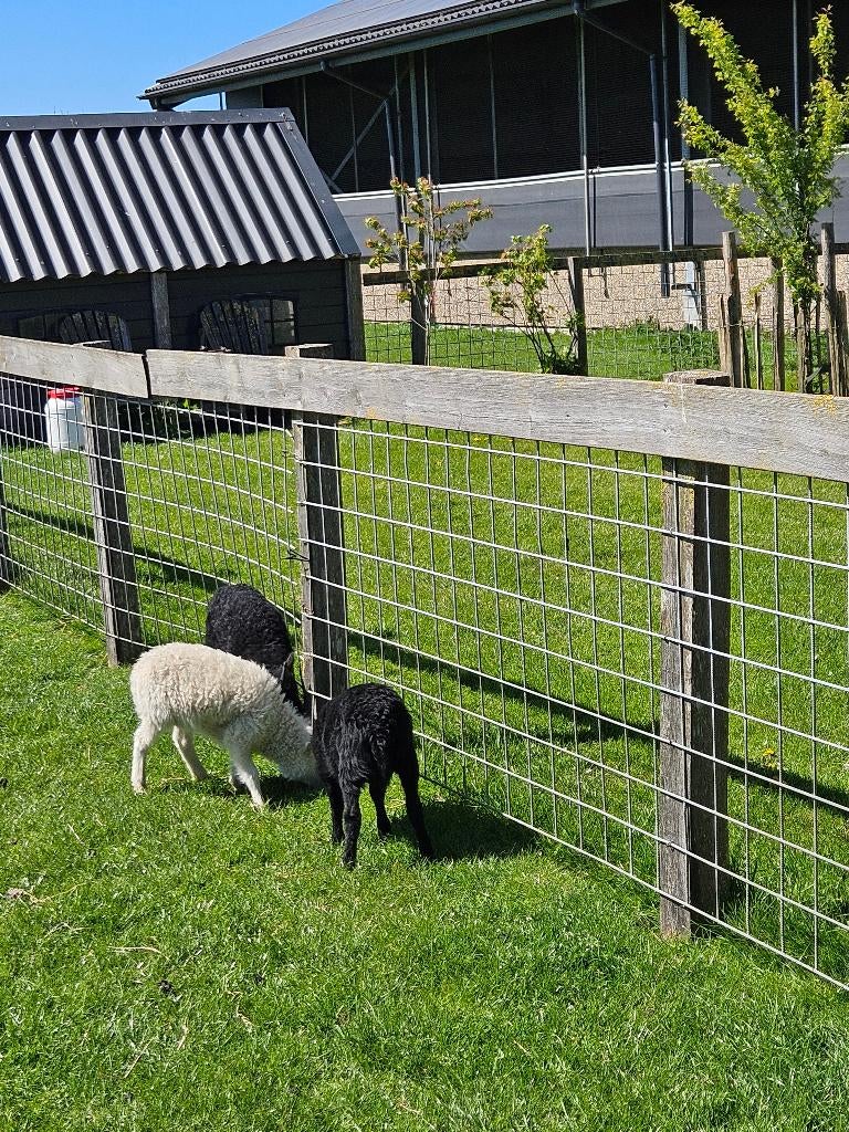 Ouessant lammeren, Mannelijk, Schaap, 0 tot 2 jaar