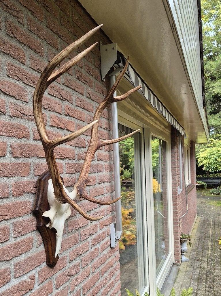 Edelhert Gewei Hoge Veluwe, Compact & Sfeervol jacht mancave, Verzamelen, Ophalen, Zo goed als nieuw, Hert, Gewei of Kop