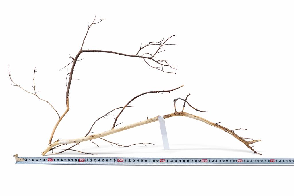 Manzanita Hout voor Aquarium - lengte 85 cm (stuk nr2), Dieren en Toebehoren, Vissen | Aquaria en Toebehoren, Nieuw, Plant(en), Steen of Hout