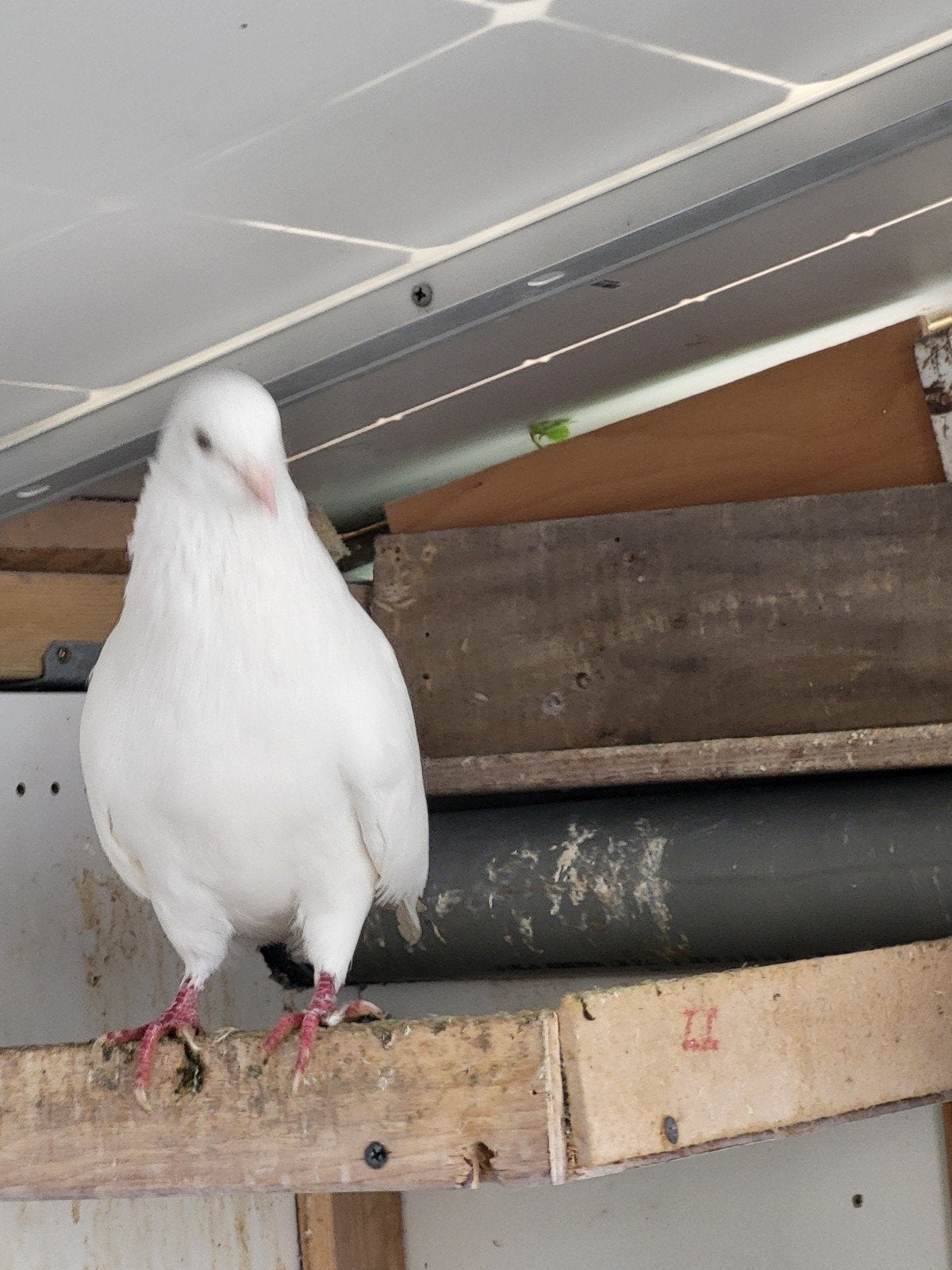 2. iraanse hoogvliegers mannetjes, Dieren en Toebehoren, Vogels | Duiven, Mannelijk