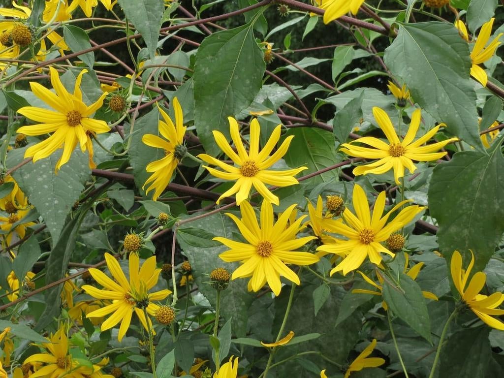 Helianthus tuberosus - BIO Aardpeer / Topinamboer, Tuin en Terras, Planten | Tuinplanten, Volle zon, Ophalen of Verzenden, Zomer