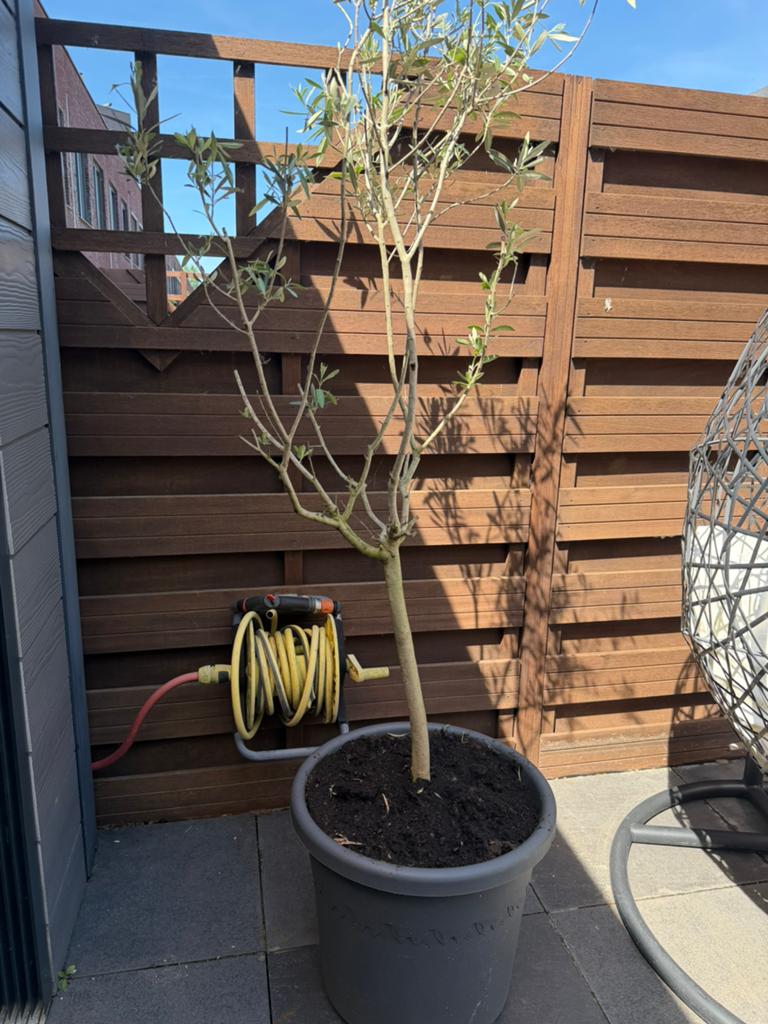 Olijfboom inclusief pot, Tuin en Terras, Bloeit niet, 100 tot 250 cm, Olijfboom, Ophalen
