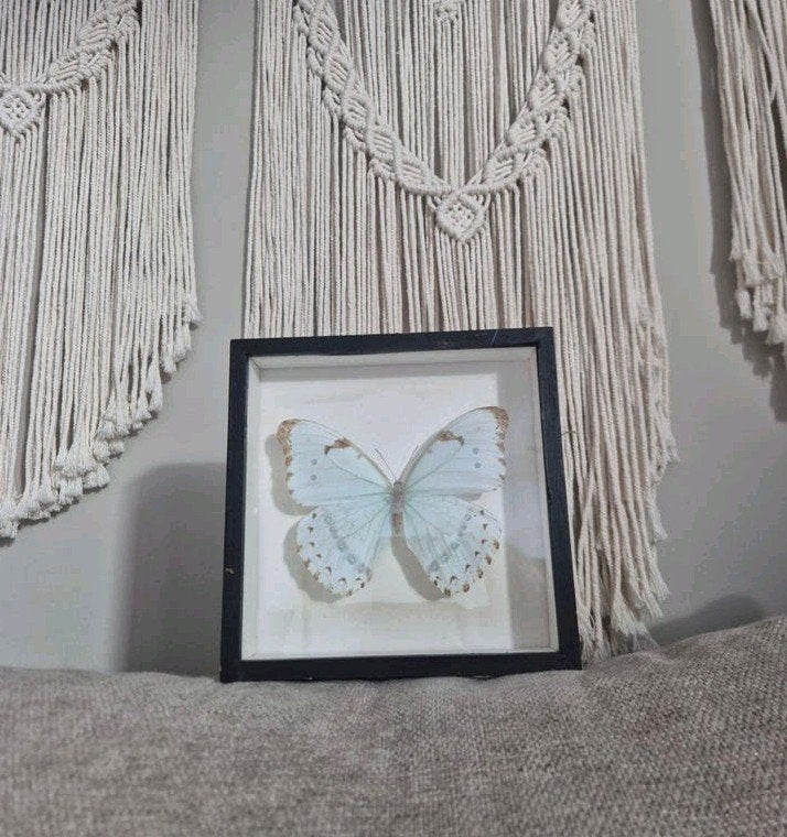Ingelijste vlinder  - Morpho Menelaus 1977, Ophalen of Verzenden, Gebruikt, Insect, Opgezet dier