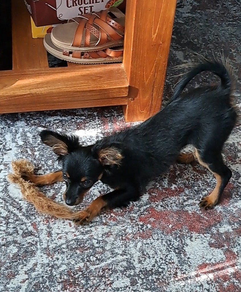 Russische toy terrier pup, Dieren en Toebehoren, Overige rassen, Teef, Eén hond, Nederland