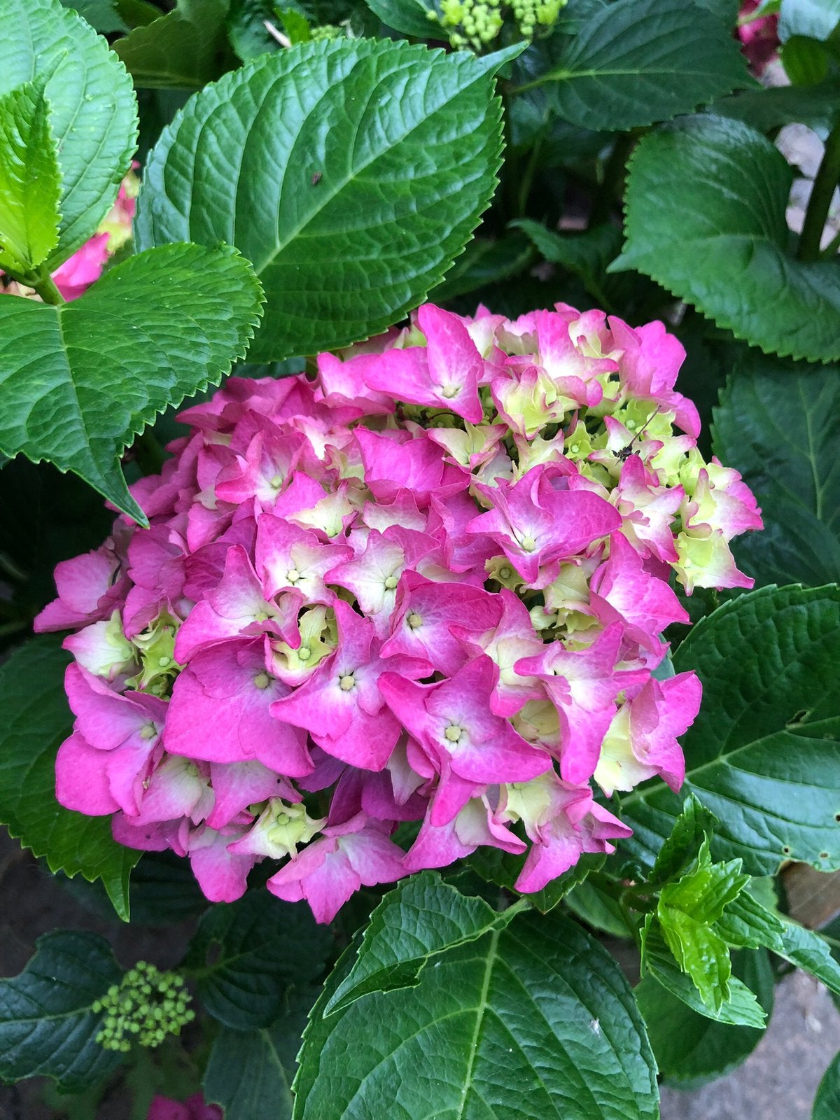 Prachtige eigen kweek hortensia’s. In diverse maten/kleuren, Ophalen, Overige soorten, Halfschaduw