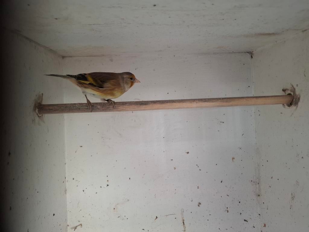 Bastaard putter, Dieren en Toebehoren, Vogels | Overige Vogels, Vrouwelijk, Wildzangvogel