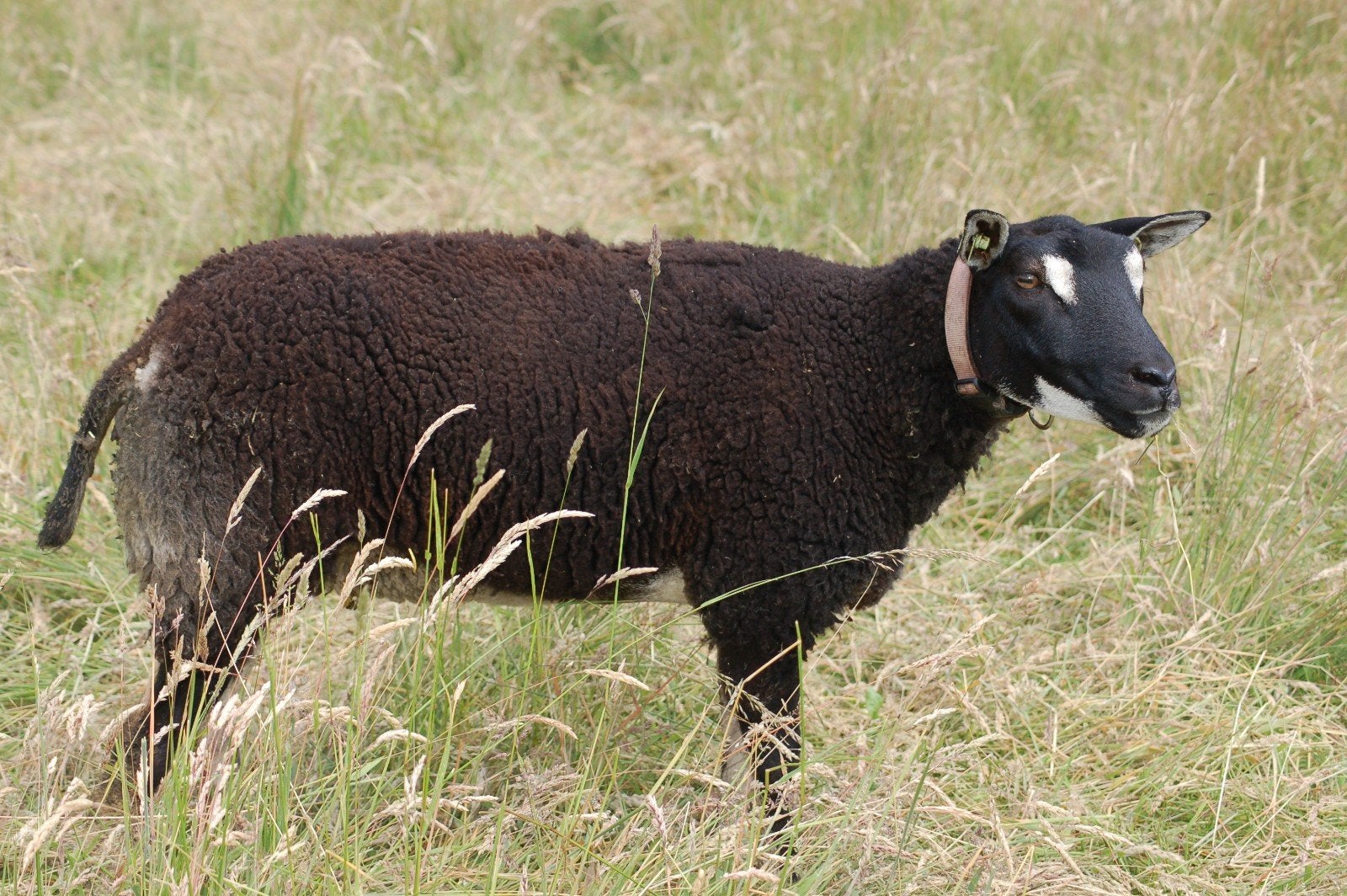 2 Dassenkop ooien, Dieren en Toebehoren, Schapen, Geiten en Varkens, Vrouwelijk, Schaap