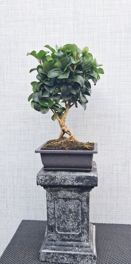 1 Liguster Bonsai - Ligustrum Japonicum Rotundifolium, In pot, Halfschaduw, Minder dan 100 cm, Zomer