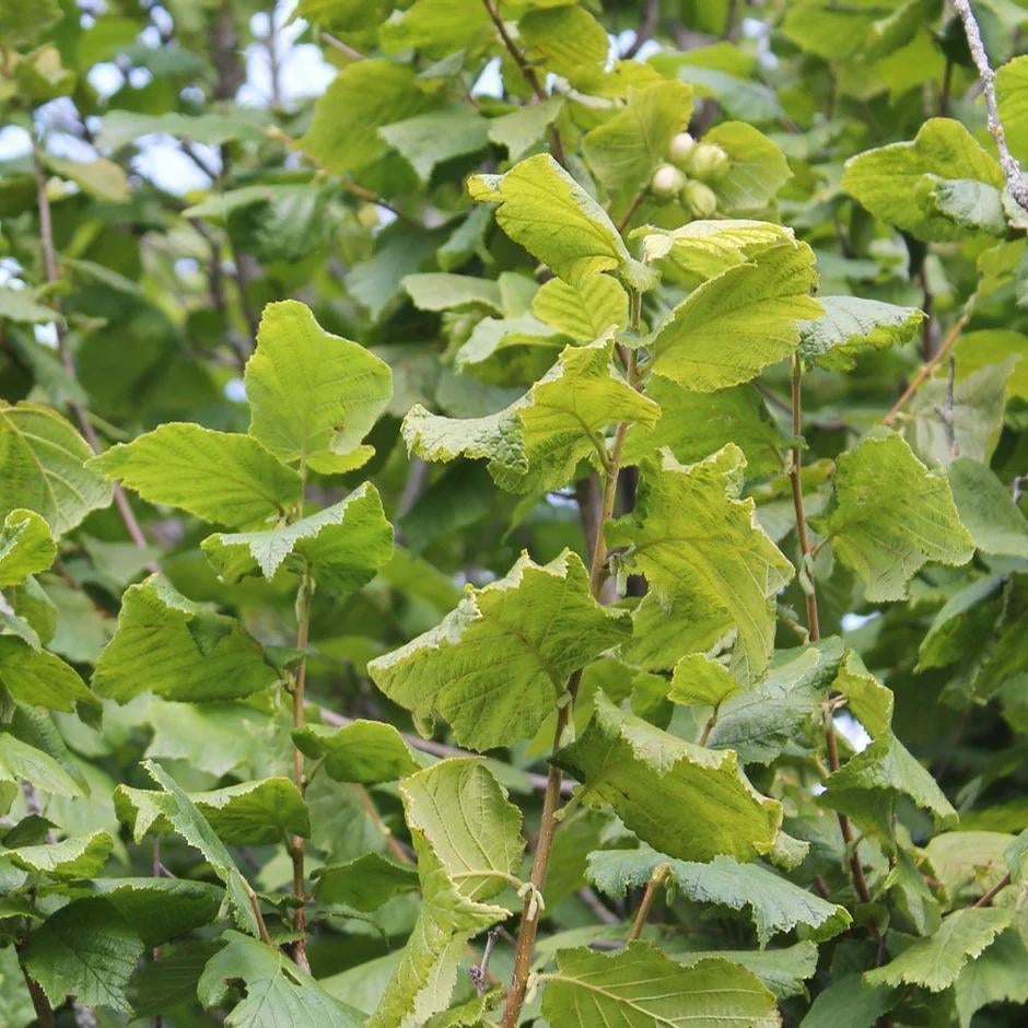 Groene hazelaar 80-100, Ophalen of Verzenden, Minder dan 100 cm, Overige soorten, Zomer