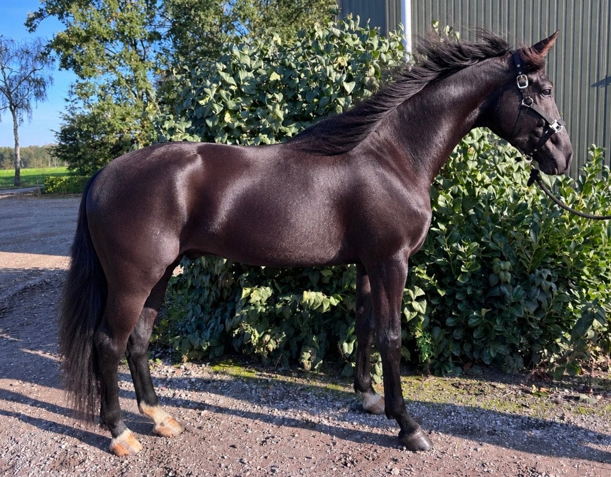 Veelbelovende 2,5 jarige ruin ( Powerbank x Bodyguard), Dieren en Toebehoren, Ruin, 165 tot 170 cm, Dressuurpaard, 0 tot 2 jaar