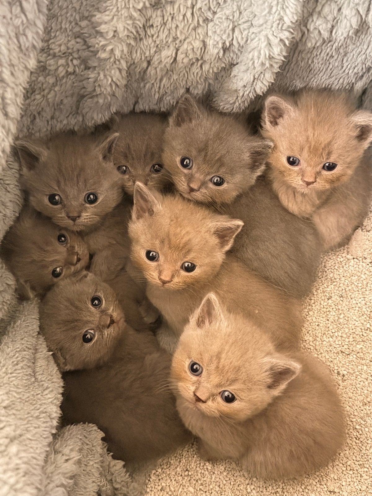 Kitten -Brits korthaar, Dieren en Toebehoren, Katten en Kittens | Overige Katten, Poes