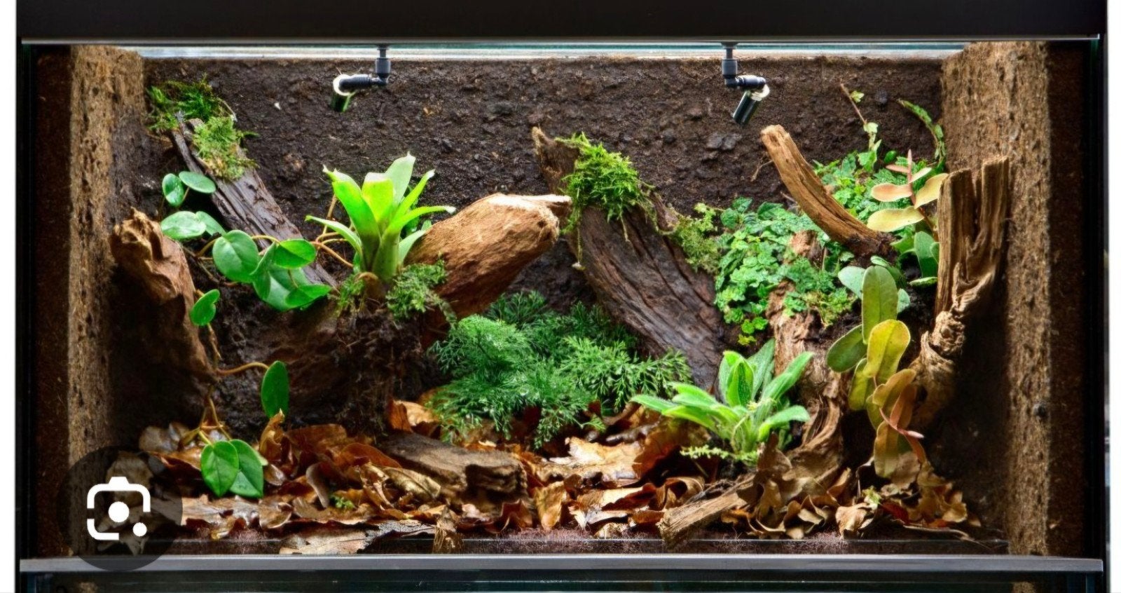 Gezocht:Groot terrarium., Ophalen