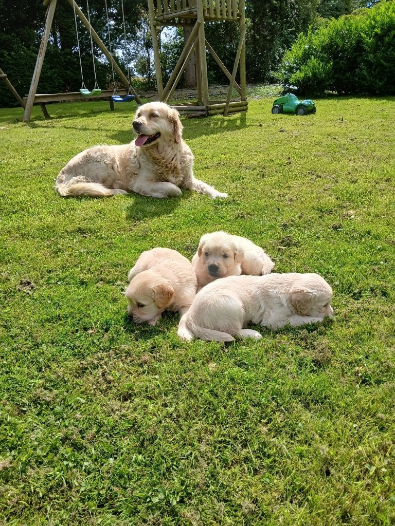 Golden retriever pups, Golden retriever, 8 tot 15 weken, Meerdere, Meerdere dieren