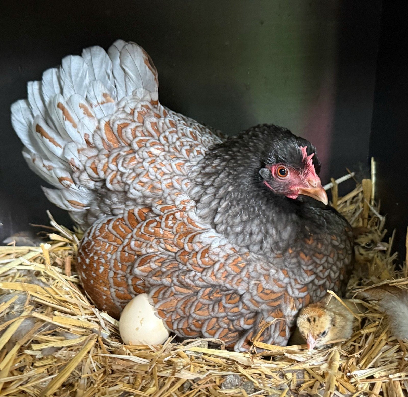Barnevelder kriel dubbelgezoomd blauw bruin, Dieren en Toebehoren, Meerdere dieren, Kip