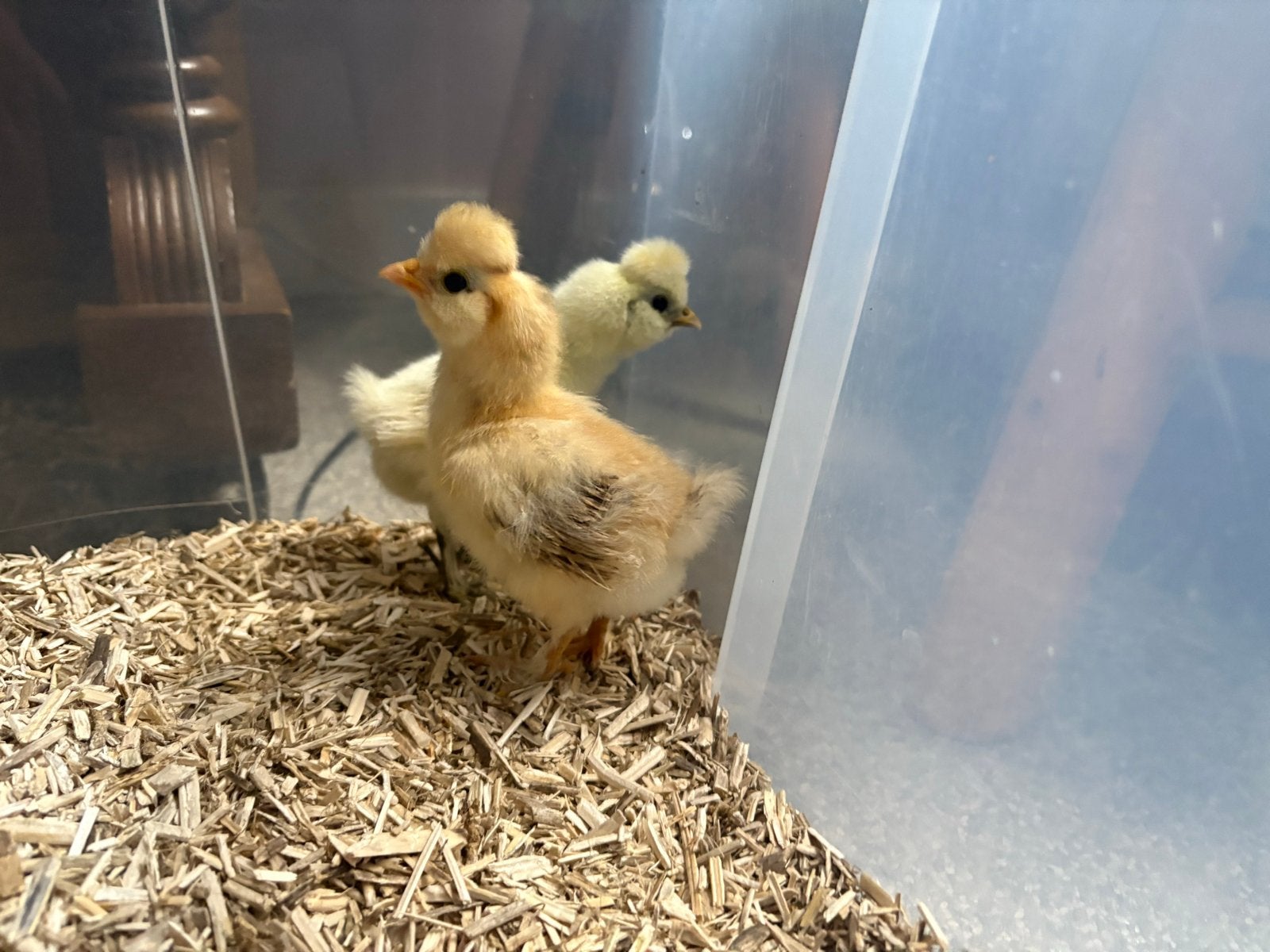 2 mooie zijdehoen kuikens te koop, Dieren en Toebehoren