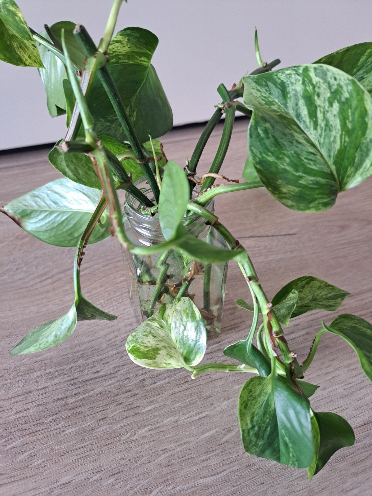 Scindapsus Epipremnum Marble Queen stekken op water, Huis en Inrichting, Kamerplanten, Ophalen, Overige soorten, Halfschaduw, Minder dan 100 cm