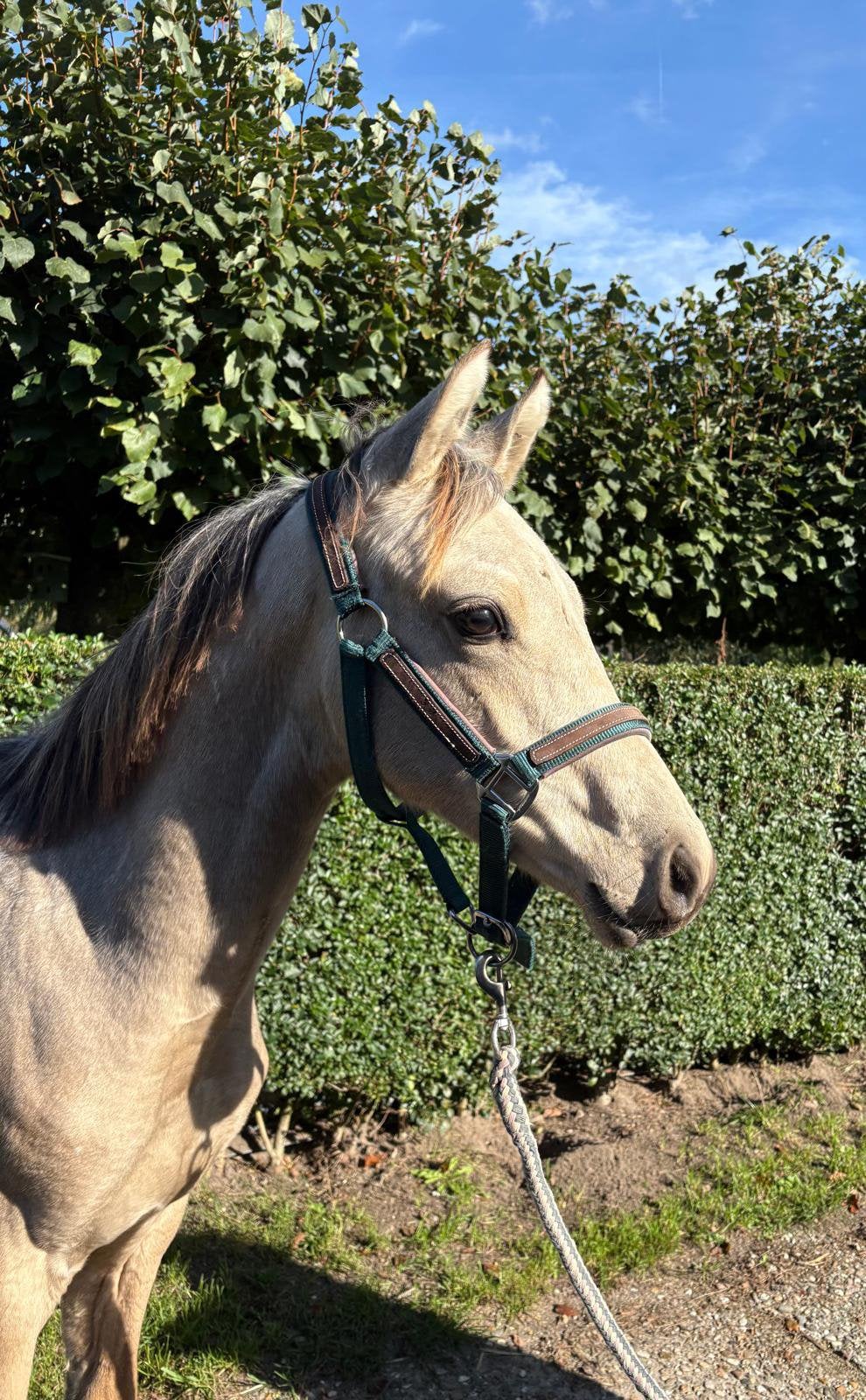 Prachtig WPBR hengstveulen!, Hengst, Ontwormd, 0 tot 2 jaar