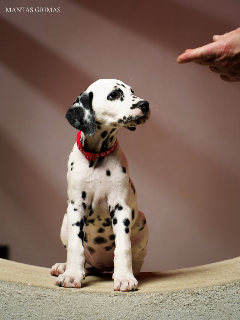 Dalmatian puppies, Dalmatiër, Reu, 8 tot 15 weken, Buitenland