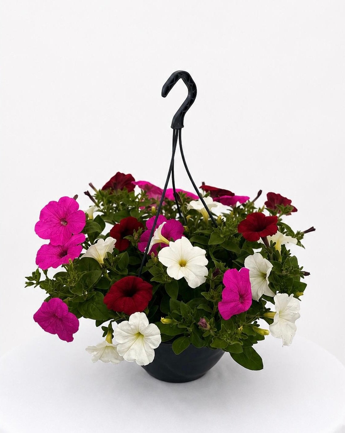 Petunia Hangplanten, Eenjarig, Halfschaduw, Zomer, Ophalen