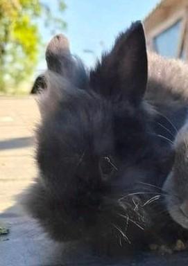 Mooi konijn, Dieren en Toebehoren, Mannelijk, Middelgroot