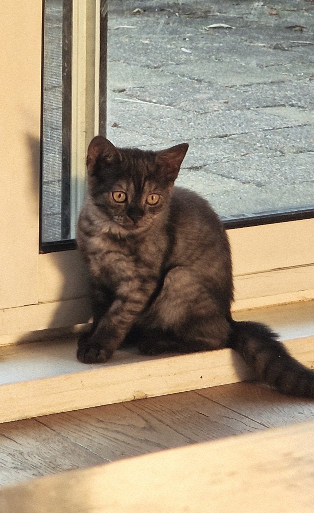 Russisch blauw en Brits korthaar Unique kitten, Dieren en Toebehoren, Katten en Kittens | Raskatten | Korthaar, Poes, Ontwormd