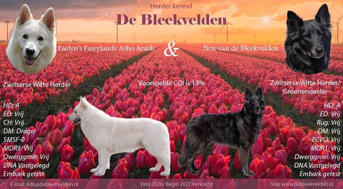 Nestaankondiging Zwitserse witte herder outcross, Dieren en Toebehoren, Honden | Herdershonden en Veedrijvers, Parvo, 8 tot 15 weken