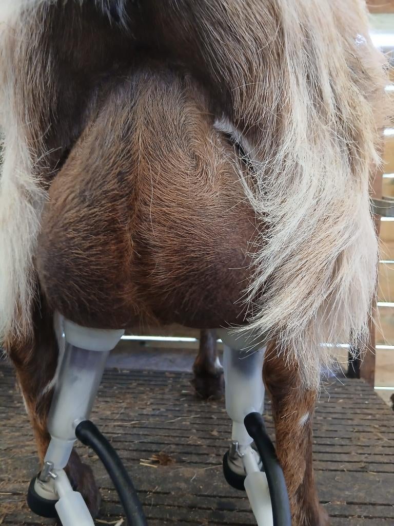 vrijwilligers gezocht Dieren verzorging / geiten melken, Vacatures, 33 - 40 uur, Overige niveaus, Starter, Overige vormen