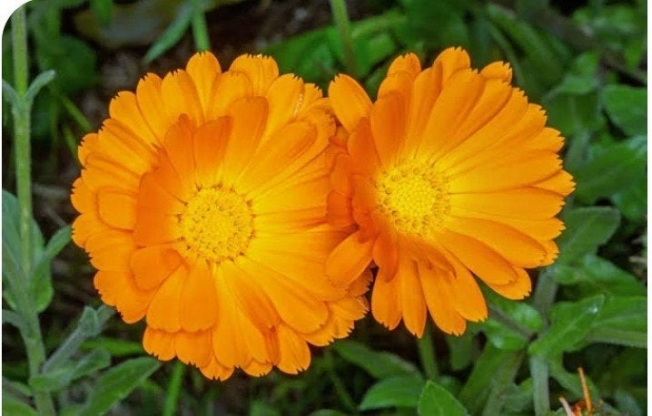 Gezocht Goudsbloem (Calendula officinalis), Ophalen, Eenjarig, Overige soorten, Volle zon