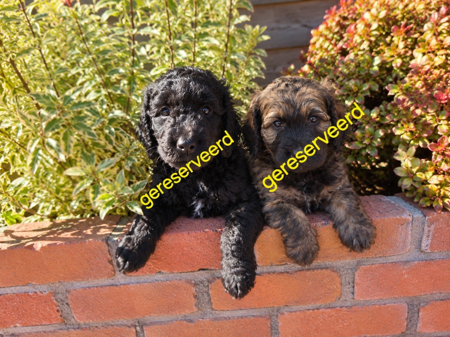 Labradoodle pups BEIDE GERESERVEERD, 8 tot 15 weken, Meerdere, Meerdere dieren, CDV (hondenziekte)